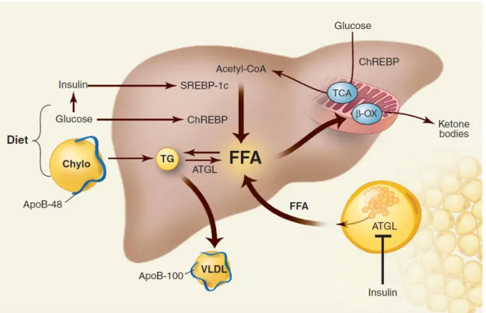 Figure 3. La pathophysiologie de la NAFLD.  