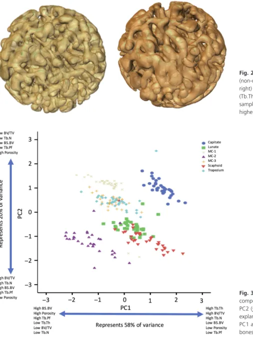 Fig. 3 Variables correlations on principal component analysis (PCA) on PC1 ( x -axis) and PC2 ( y -axis) per bone studied