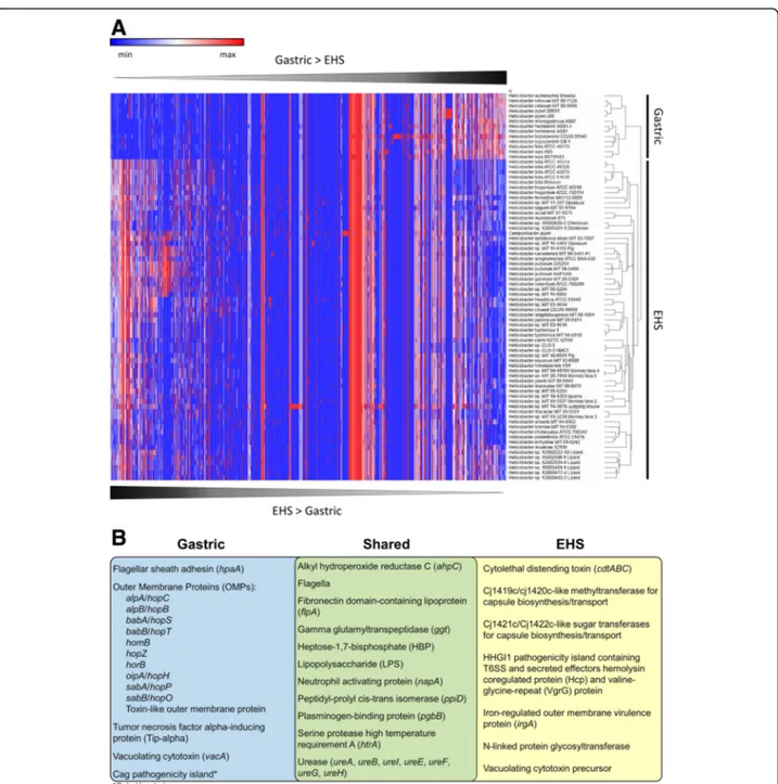 Fig. 5 a) Heatmap and hierarchal clustering of virulence factor genes according to relative abundance per genome