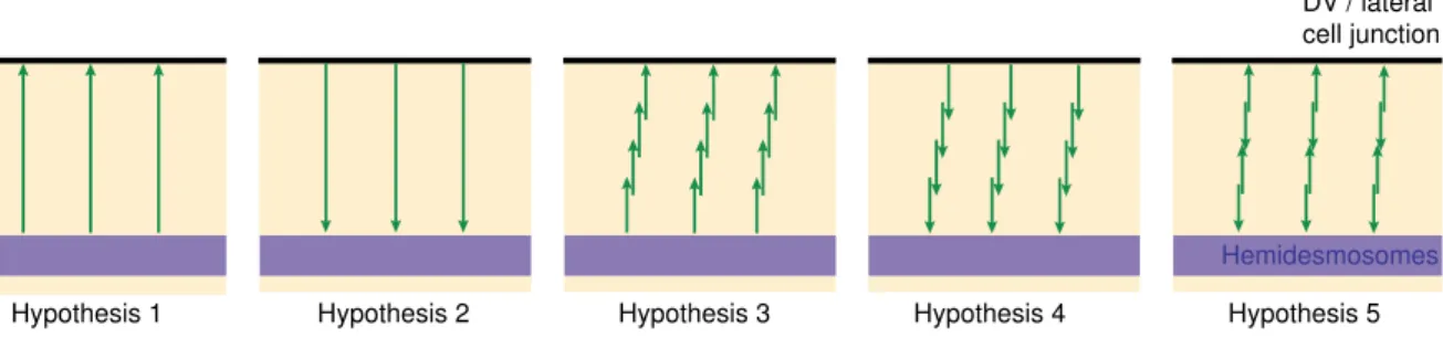 Figure   6:   Schematic   representations   of   the   different   hypothesis   about   actin   organization   inside   a   bundle