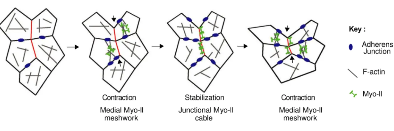 Figure   12:   Cell–cell   intercalation   and   junction   remodeling   induced   by   polarized   MyoII   flow   and   stabilization   of   junction   shrinkage