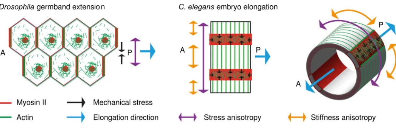 Figure   18:   Actin   filament   organization   correlation   with   stress   and   stiffness   anisotropy   pattern