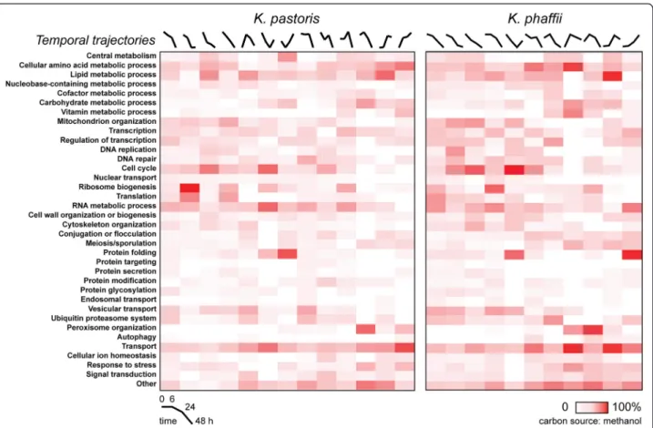 Fig. 5 Biological process enrichment as a function of cultivation in methanol. Heat map representation of the enrichment of GO biological process terms for expression phenotypes observed in K