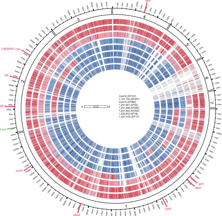 FIG 3 E. faecium genome mosaicism plot. The outermost ring shows E. faecium Com12 scaffolds, ordered by decreasing length clockwise from scaffold 1, with each gene represented as a radial position along the ring