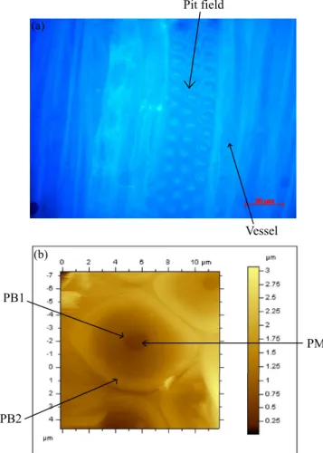 FIG. 4. Silicone micromolding of Populus pits at P = 2.2 MPa observed by SEM.