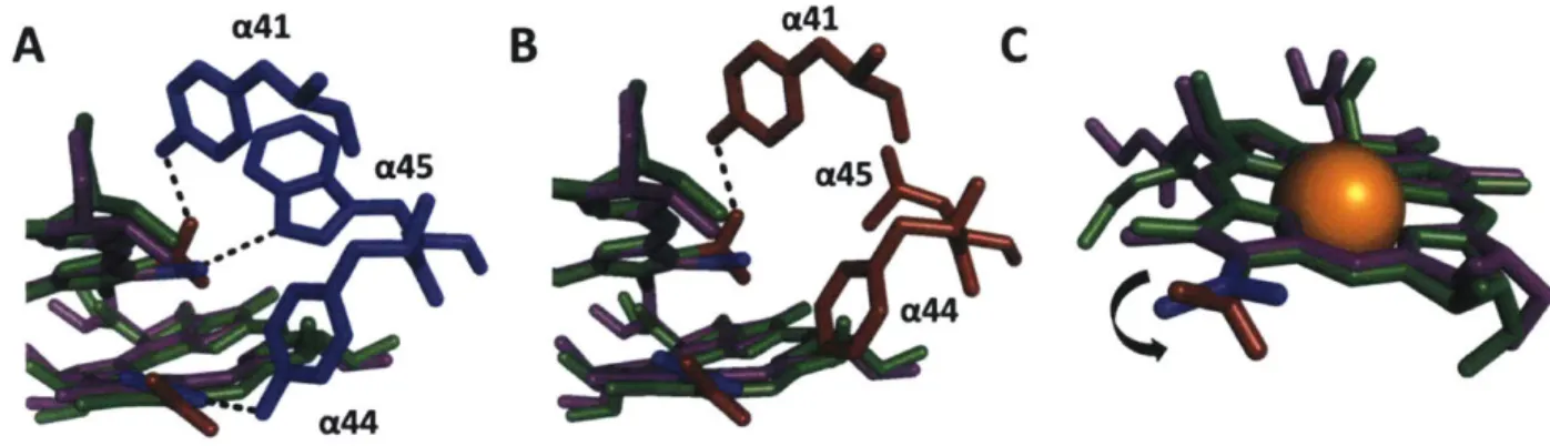 Figure  5:  Restructuring  of hydrogen  bonding  network  in LH3  of Rsp.  acidophilla