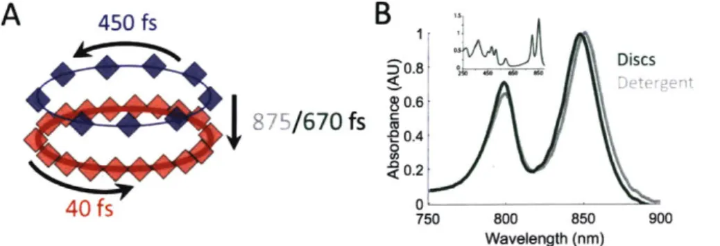Figure  9:  Summary  of  results.  (A)  Time  constants  for  energy  transfer  as  measured  by  transient absorption  spectroscopy  on  both  the  detergent  solubilized  LH2  and  the  membrane  disc  embedded LH2