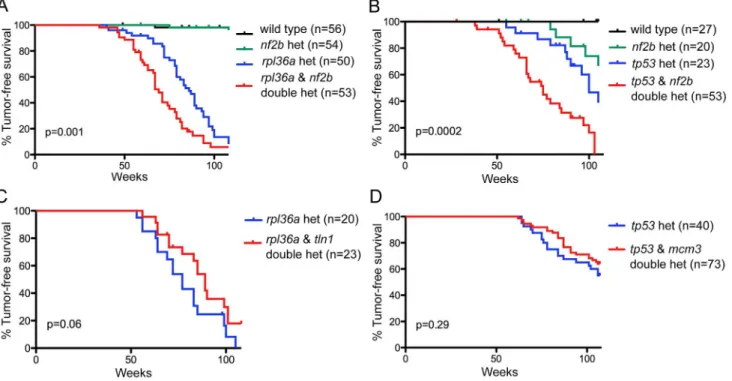 Figure 4. Functional testing of candidate driver gene nf2 and putative passenger genes