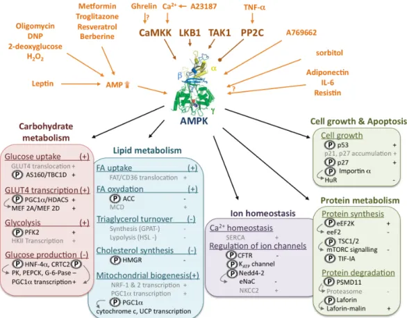 FIGURE 1-3. AMPK activating pathways and downstream targets. UPPER PART: Upstream  signalling