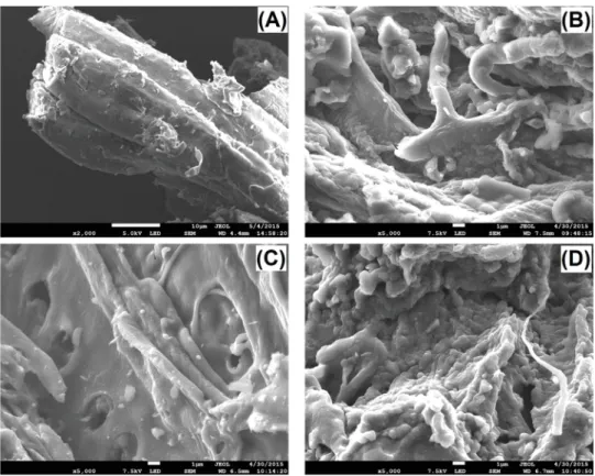 Fig. 4. SEM images of (A) Beech bark pellet, and char from fast pyrolysis of beech bark pellet in a fluidized bed reactor at (B) 450 ◦ C, (C) 650 ◦ C, (D) 850 ◦ C.