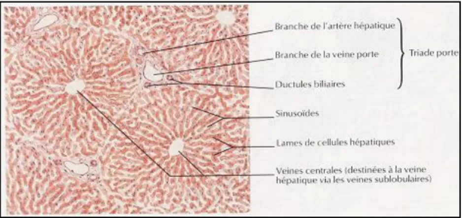 Figure 8: Structure lobulaire normale du foie (12). 