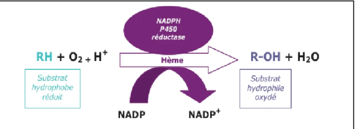 Figure 13 : Mode d’action de l’enzyme NADPH  P450 réductase (19). 