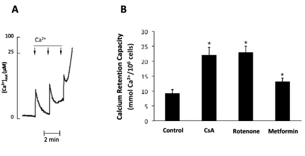 Figure  1.  Effect  of  CsA,  rotenone  and  metformin  on  the  Ca 2+   retention  capacity  of  digitonin-permeabilized  INS-1  cells