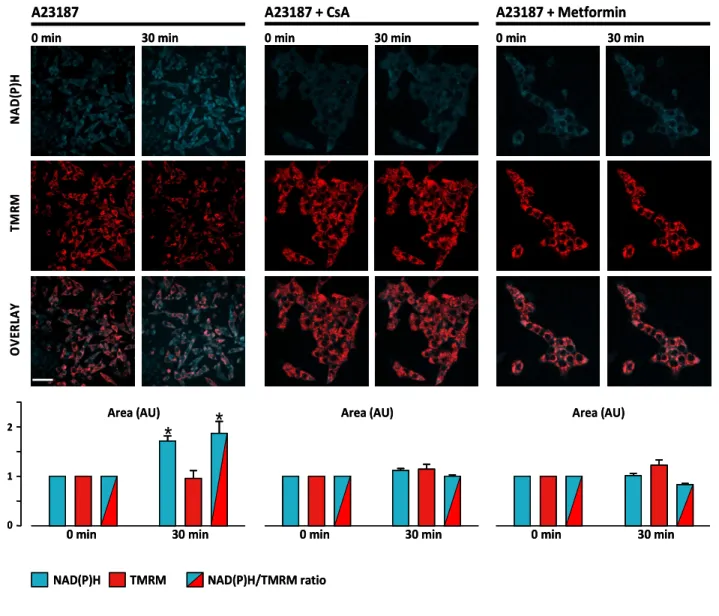 Figure  2.  Double  channel  imaging  of  NAD(P)H  autofluorescence  and  mitochondrial  electrical  membrane  potential