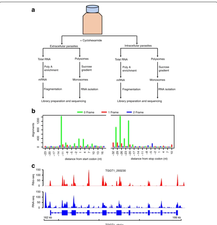 Fig. 1 Ribosome profiling of Toxoplasma gondii. a The experimental design. Cyclohexamide was added to the flasks for ~10 min prior to collecting the medium containing extracellular parasites and the host-cell monolayer was syringe lysed to release intracel