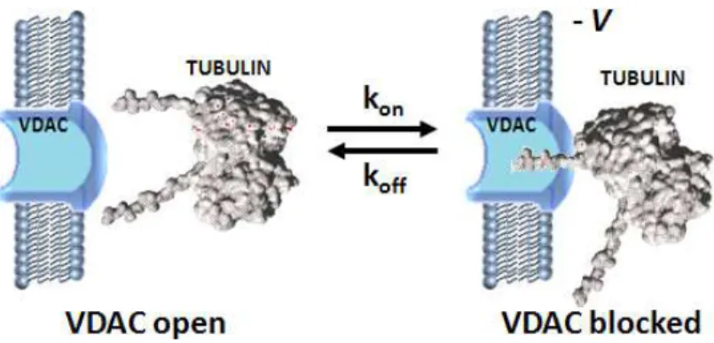 Figure 14. Possible regulation of VDAC by tubulin :  One tubulin CTT partially blocks channel conductance by entering VDAC  pore