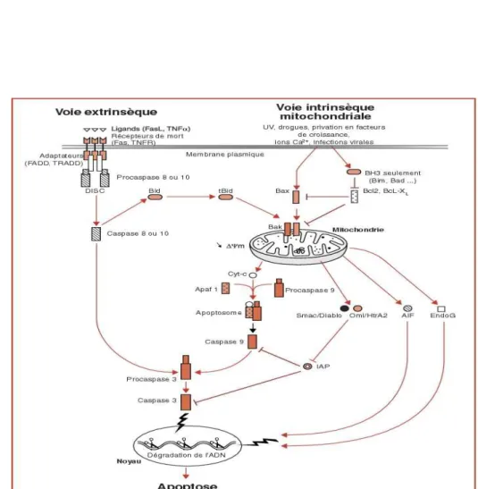 Figure 8 : schéma représentant la voie intrinsèque de l’apoptose.  (Blondel B  2006)