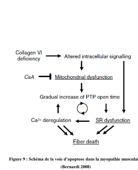 Figure 9 : Schéma de la voie d’apoptose dans la myopathie musculaire  (Bernardi 2008) 