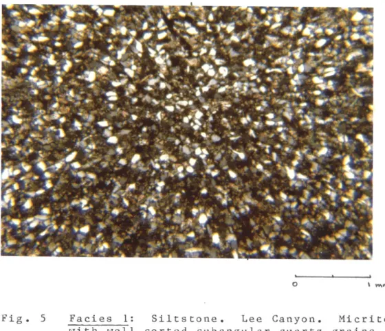 Fig.  5  Facies  1:  Siltstone.  Lee  Canyon.  Micrite with  well  sorted  subangular  quartz  grains.