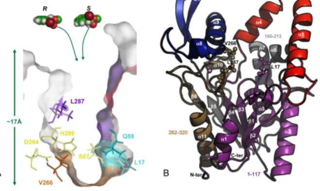 Figure 1. Representation of B. cepacia lipase structure. A) Cross-section view of  the enzyme active site