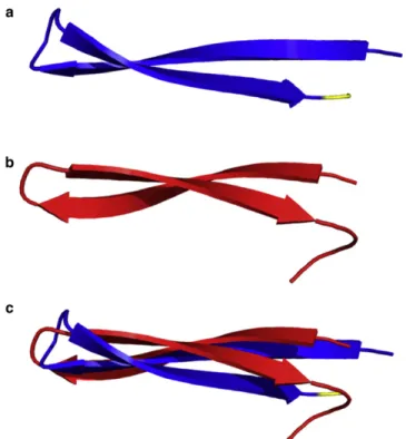 FIGURE 7 (a) Structure s1. (b) Structure of the experimentally deter- deter-mined b-hairpin conformer of Ab (Model 1 of PDB:2OTK) (55)