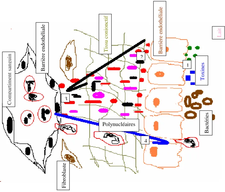 Fig 2: Rôle de l'épithélium dans le recrutement des polynucléaires neutrophyles  (D'après Rainard et al.1999 (73) : ( 1)  la stimulation des cellules épithéliales par les  bactéries ou par l'intermidiaire des toxines; (2) les cellules épithéliales réagisse