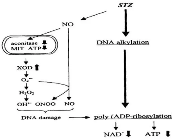 Figure 12 : Le mécanisme de la streptozocine induit dans les cellules β  de pancréas de rat  [39]