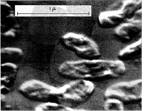FIG.  4.  Scanning  electron  micrograph  of  the  Ferrobacillus-Thiobacillus  bacteria  isolated  from  the  altered shale
