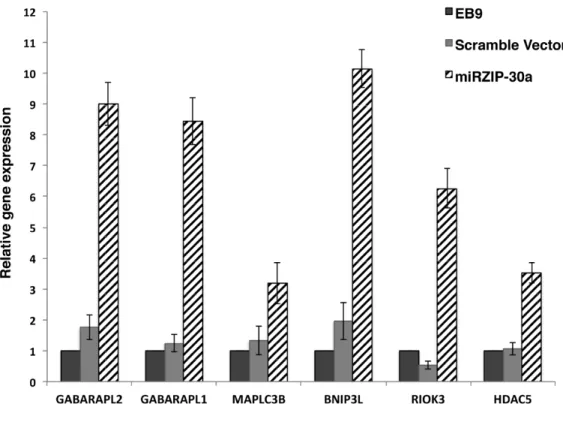 Figure 5. Expression of potential target genes in miRZIP-30a-infected cells.  RT–qPCR analysis shows the expression  of putative targets of miR-30a on day 25 of in vitro culture of erythroid cells infected with the miRZIP-30a virus  (hatched bar: miRZIP-30