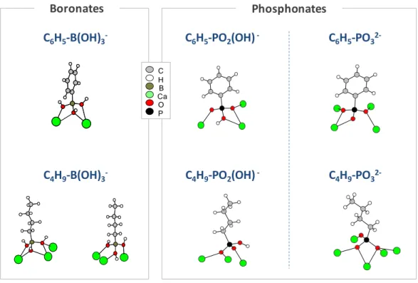 Figure 12. Comparison of the coordination modes observed for phosphonates and boronates with  respect to calcium in different crystal structures
