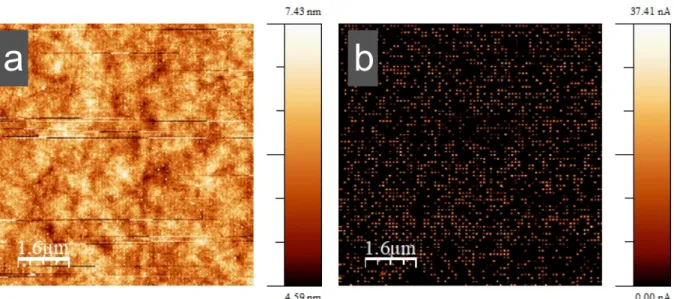 Figure 3. Example of (a) topography image (nanodots are bright spots) and (b) current image  (bright spots are the current value of each NMJ) obtained simultaneously on NMJs of neutral  molecules A and measured by C-AFM (loading force10 nN  and V bias  = 2