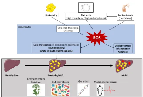 Figure 1. Factors involved in non-alcoholic fatty liver disease (NAFLD) pathogenesis. Multiple causes,  including metabolic factors, gut microbiota, and environmental factors, operate in the context of the  specific genetic background of individuals for th