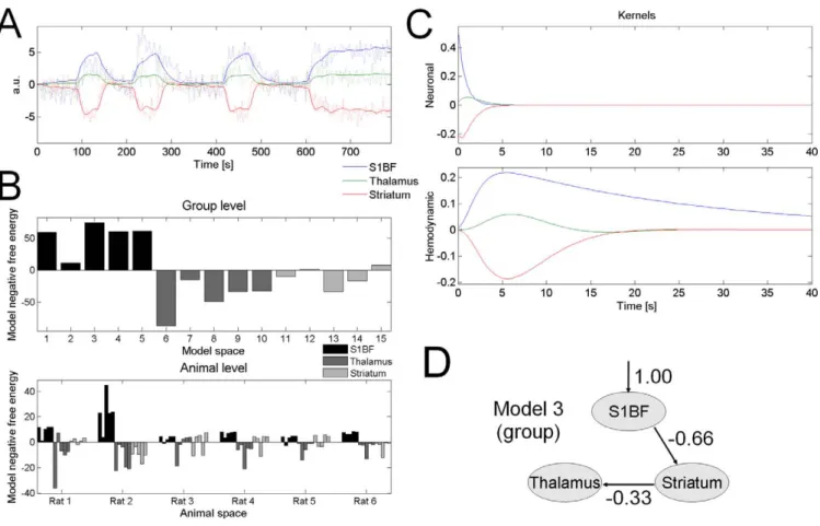 Figure 6. Spike and Wave Complex Averaged over Seizures and Rats The spike observed in S1BF precedes by 5.5 ms and by 10 ms (time to peak) those measured in the thalamus and in the striatum, respectively.