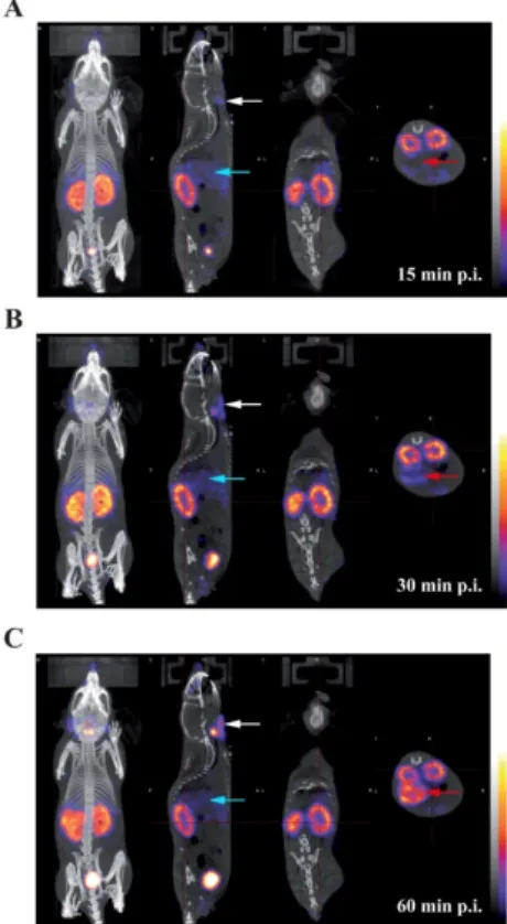 Figure 4. Whole-body SPECT/CT in vivo imaging of  125 I-Tyr-MCa in CD-1 mice at 15 min post-injection (A); 
