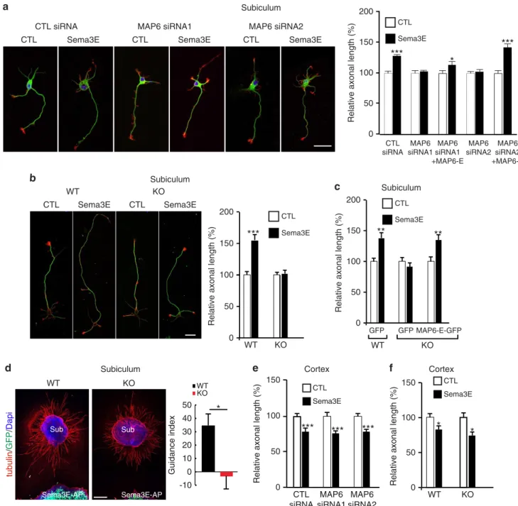 Figure 5 | MAP6 is required for the growth-promoting activity of Sema3E on subicular neurons