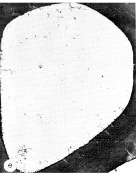 Figure  1e.  Wood  cell  (Micrograph  courtesy  State  University  College  of  Forestry  at  Syracuse  University).