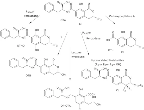 figure 9 - Metabolism of OTA (modified from Pfohl-Leszkowicz et al., 2007)