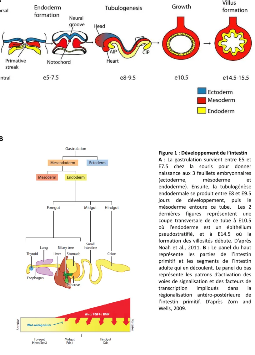 Figure 1 : Développement de l’intestin A : La gastrulation survient entre E5 et E7.5 chez la souris pour donner naissance aux 3 feuillets embryonnaires