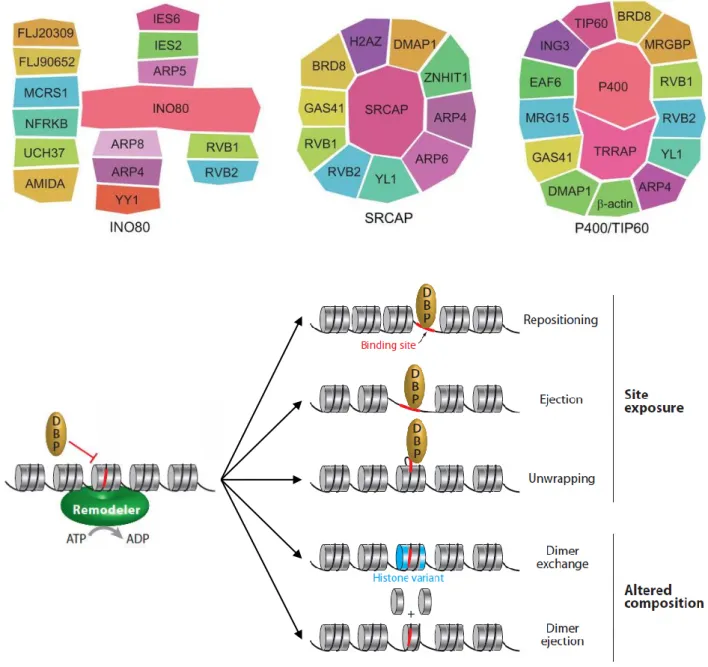 Figure 19 : Remodelage ATP-dépendent de la chromatine