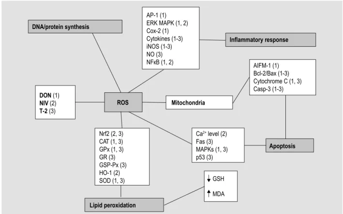 Figure 2. Summary of the intracellular lesions associated with oxidative stress induced by trichothecenes that contaminate  food and feed