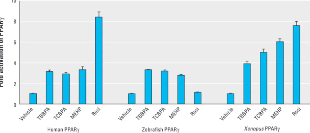 Figure 5. Effect of halogenated BPAs on activation of human, zebrafish, and Xenopus PPARγ