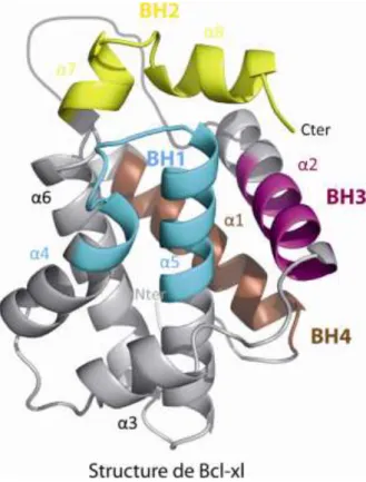Figure 3 : Structure de Bcl-xl avec les domaines BH1, BH2, BH3 et BH4 (code PDB : 1R2D)