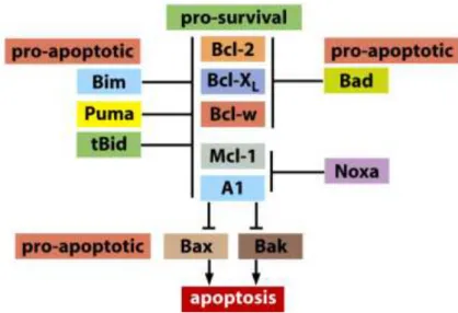 Figure 4 : Schéma des interactions entre protéines pro et anti-apoptotiques de la famille des Bcl-2 (D’après la  figure 9-27c, The Biology of Cancer, Garland Science 2007)