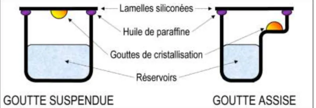 Figure 28 :  Comparaisons des techniques de cristallisation en goutte suspendue et assise