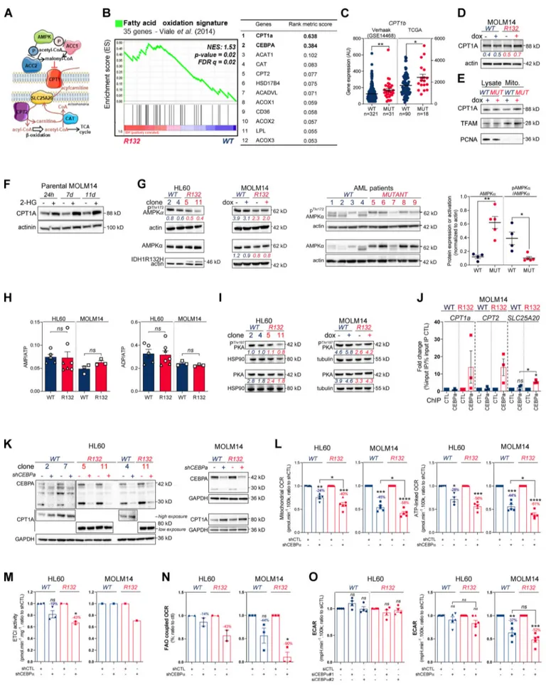 Figure S2. Methylation- and CEBPα-dependent mitochondrial FAO is increased in IDH1 m cells