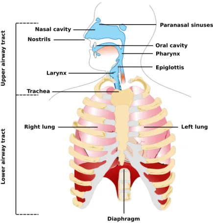 Figure 2.4: The respiratory system. Adapted from &#34;Human respiratory system pedagogical fr&#34; by Michka B licensed under CC BY 4.0.