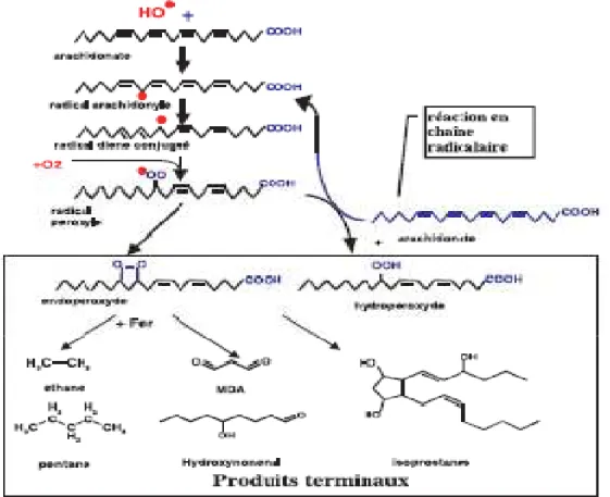 Figure 3 : Mécanisme en chaîne de la peroxydation des acides gras polyinsaturés et nature des  produits terminaux formés.
