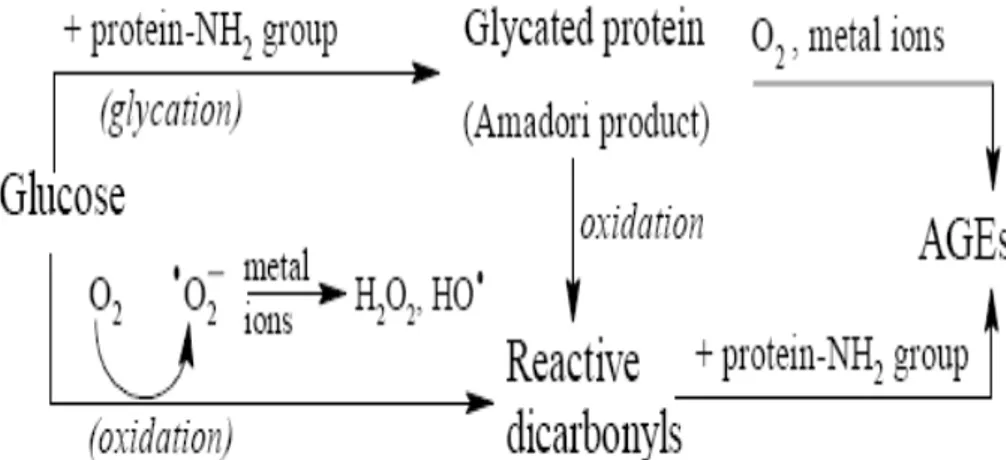 Figure 6 : les voies de formation des produits de glycation avancés (AGEs) 