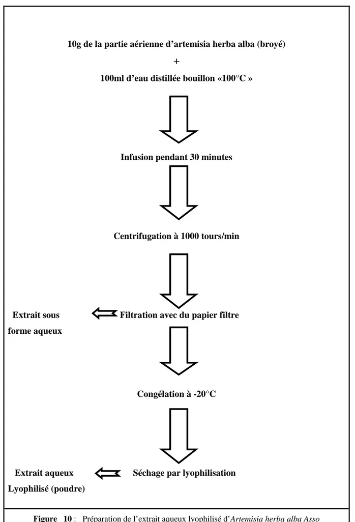 Figure   10 :   Préparation de l’extrait aqueux lyophilisé d’Artemisia herba alba Asso 