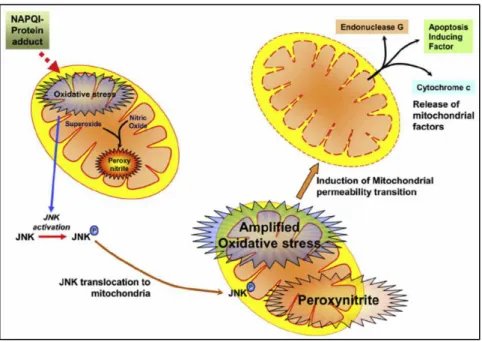 Figure 10 : Stress oxydant mitochondrial et formation de peroxynitritite pendant  l’h patoto i it  i duite  par le paracétamol (Hanawa et al